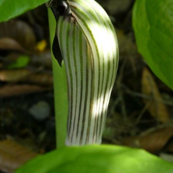 Arisaema triphyllum Virág