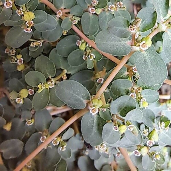 Euphorbia serpens Écorce