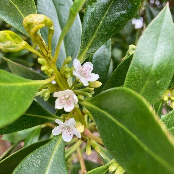 Myoporum laetum फूल