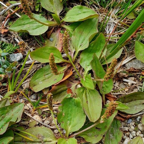 Plantago major Folla