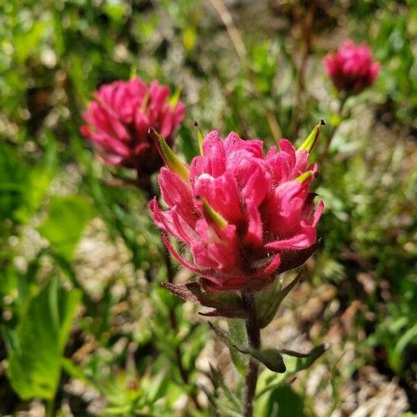 Castilleja parviflora 花