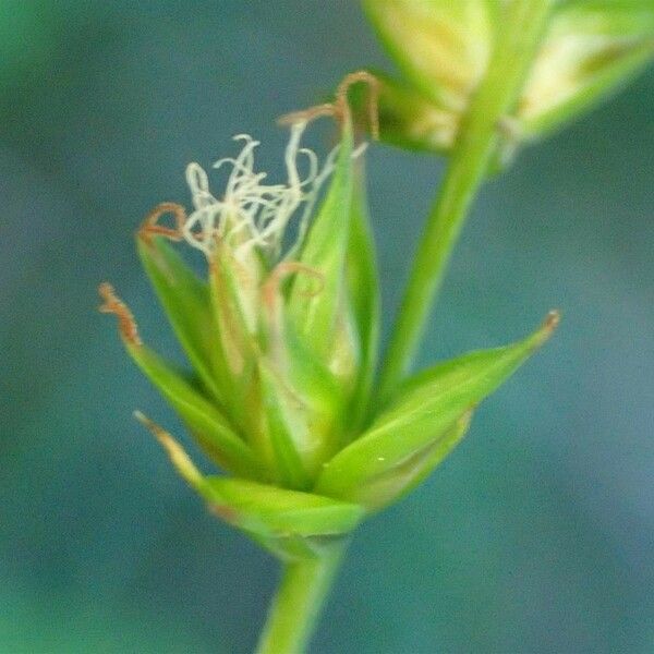 Carex leersii Цветок
