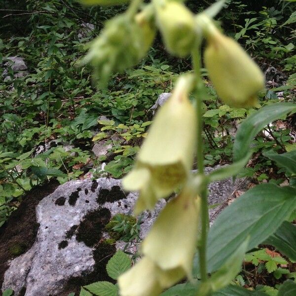 Digitalis grandiflora Outro