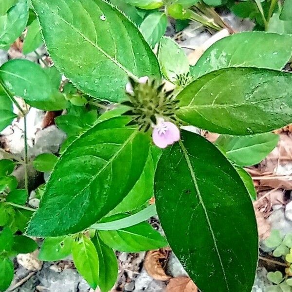 Rostellularia procumbens Flower