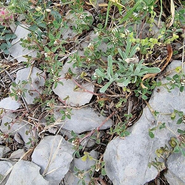 Trifolium scabrum Облик