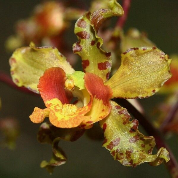 Cyrtopodium macrobulbon Fleur