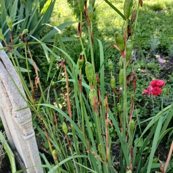 Iris sibirica Habitus