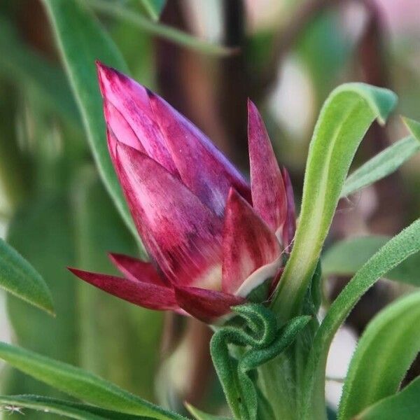 Gazania spp. Hoja