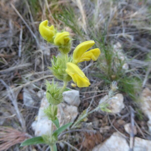 Phlomis lychnitis Habitus