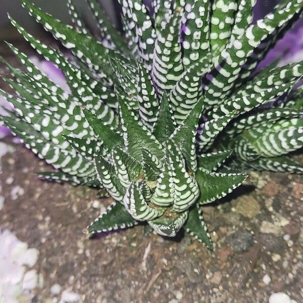 Haworthia fasciata Leaf