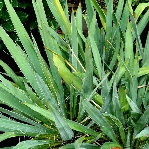 Yucca filamentosa Leaf