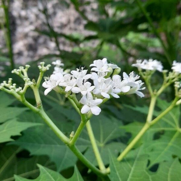 Cnidoscolus aconitifolius പുഷ്പം