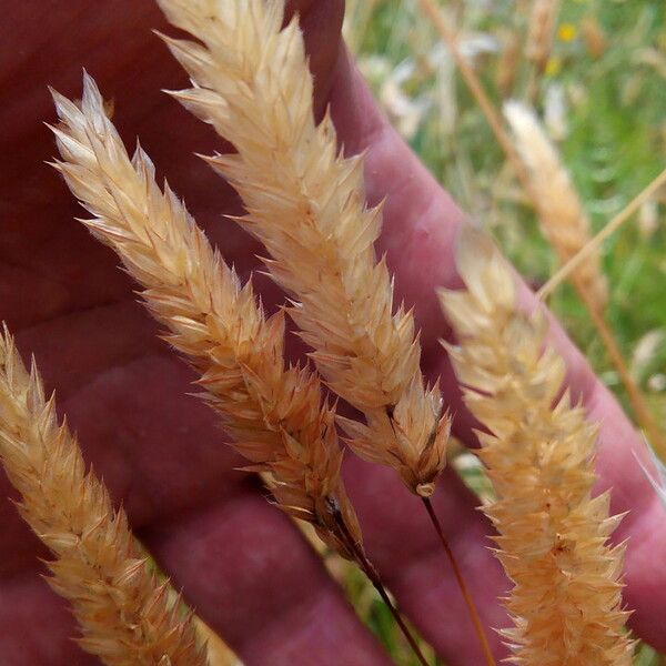 Anthoxanthum odoratum Owoc