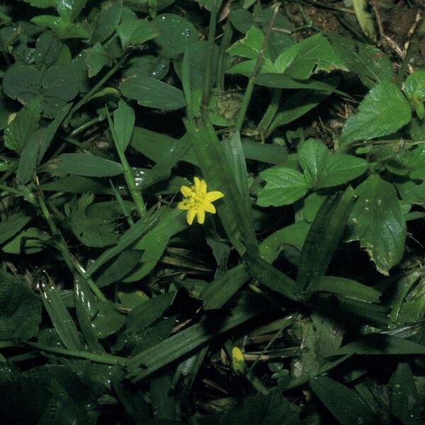 Hypoxis decumbens Hàbitat