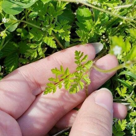 Chaerophyllum tainturieri Листок