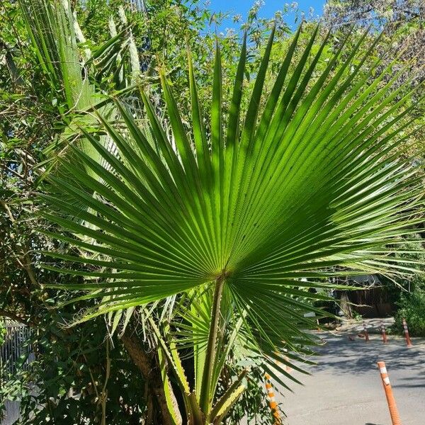 Washingtonia robusta Liść