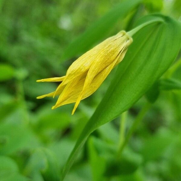 Uvularia grandiflora Kvet