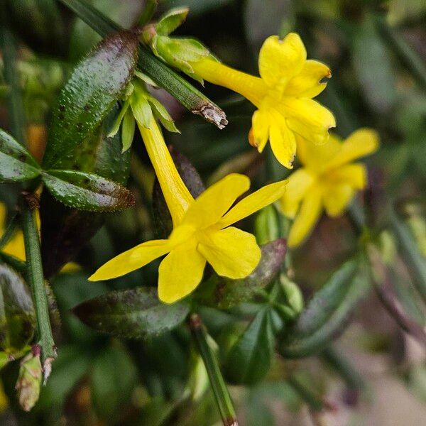 Jasminum nudiflorum 花