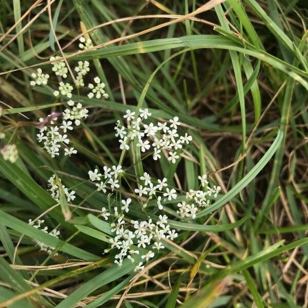 Pimpinella saxifraga Blomma