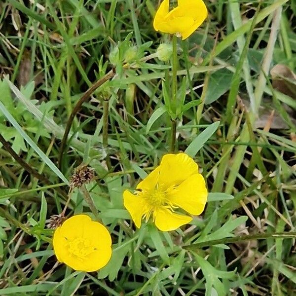 Ranunculus macrophyllus Bloem