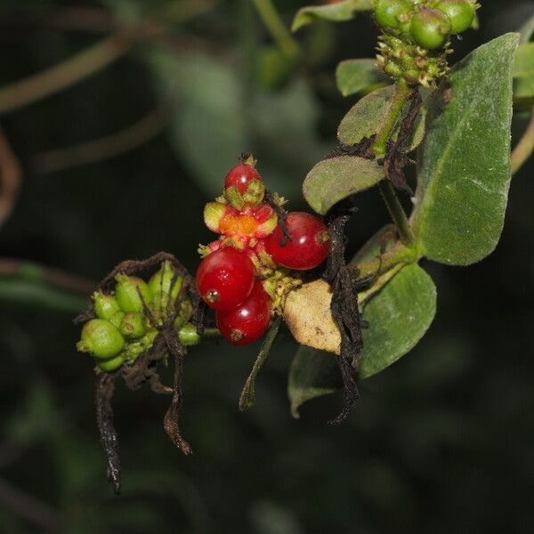 Lonicera periclymenum Плід