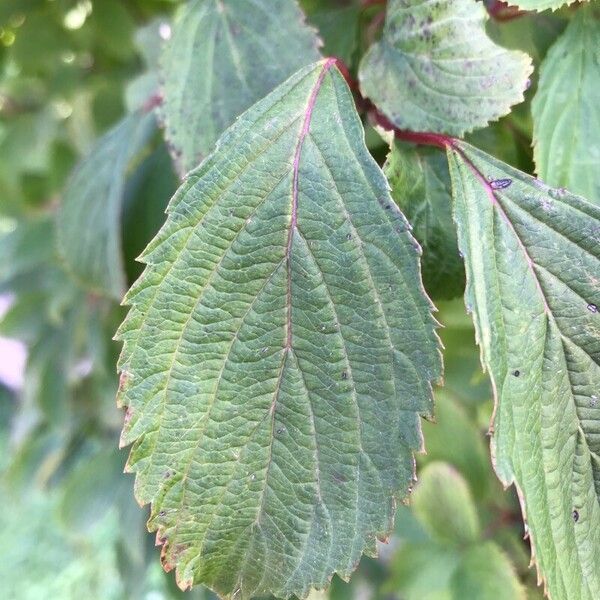 Viburnum farreri Лист