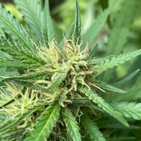 Cannabis sativa Floare