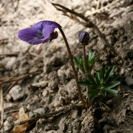Viola pinnata Pokrój