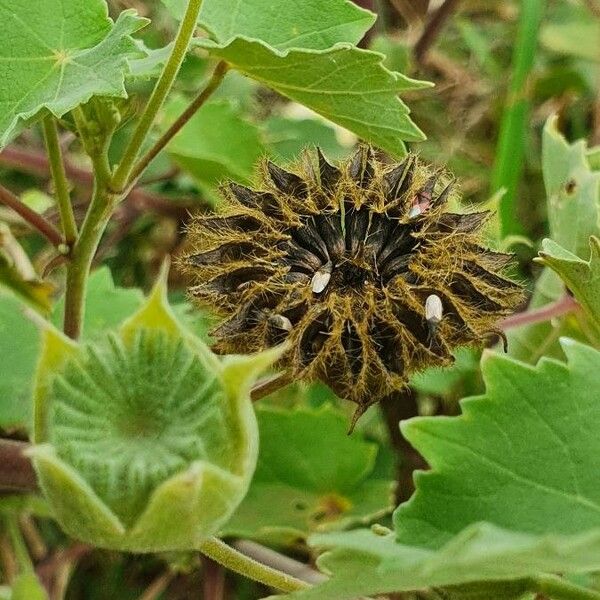 Abutilon grandiflorum Fruit