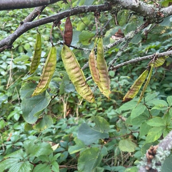 Cercis siliquastrum फल