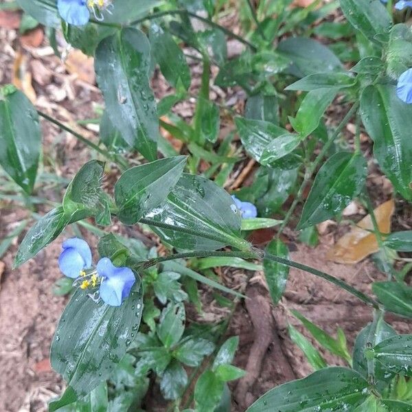 Commelina erecta Feuille