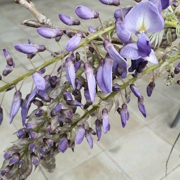 Wisteria sinensis Blodyn