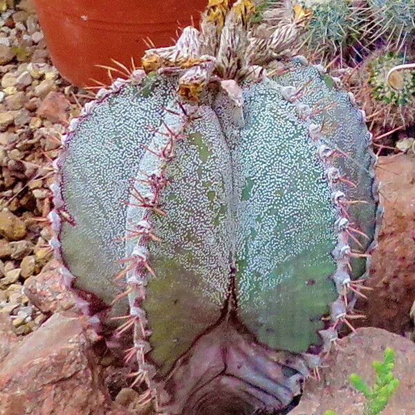 Astrophytum myriostigma List