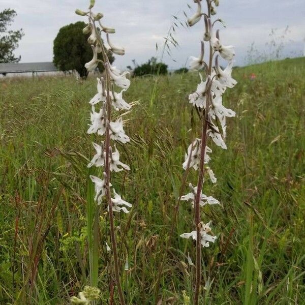 Delphinium carolinianum फूल