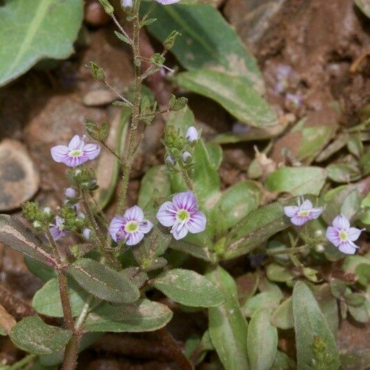 Veronica anagalloides 形態