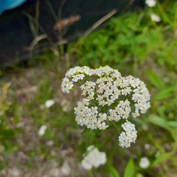 Achillea nobilis ফুল