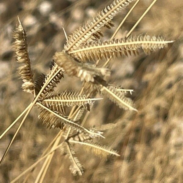 Dactyloctenium aegyptium Kwiat