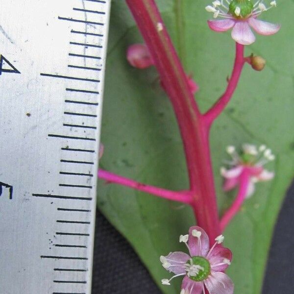 Phytolacca rivinoides Anders