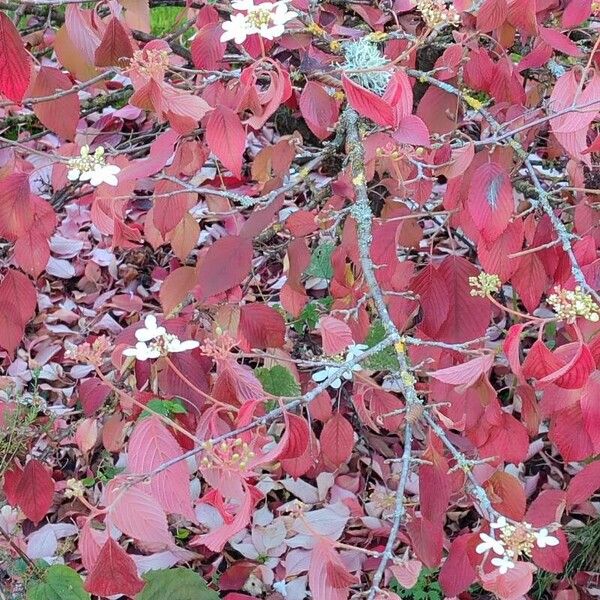 Viburnum plicatum Natur