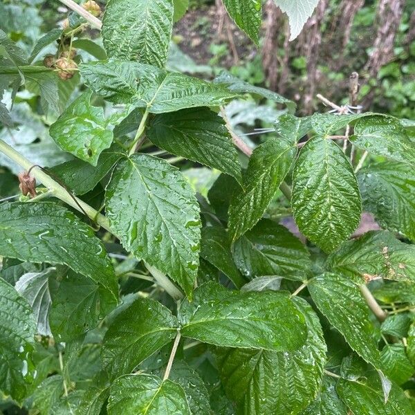 Rubus idaeus Лист