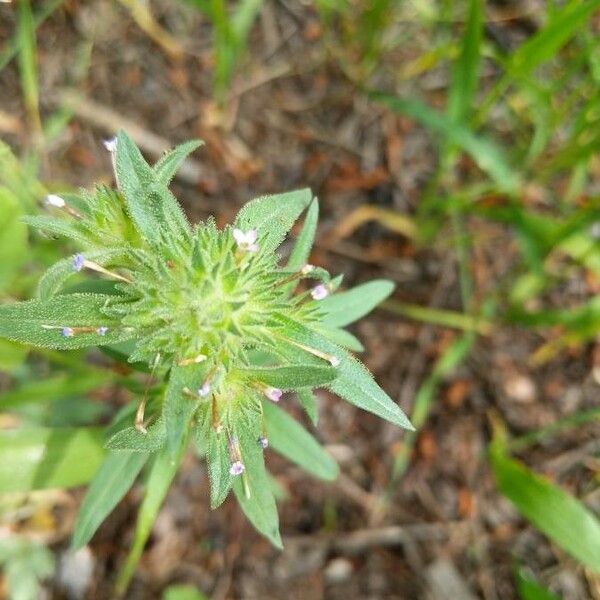 Collomia linearis Žiedas