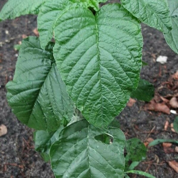 Amaranthus viridis Fulla