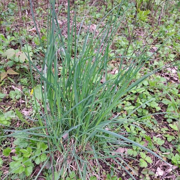 Dactylis glomerata List