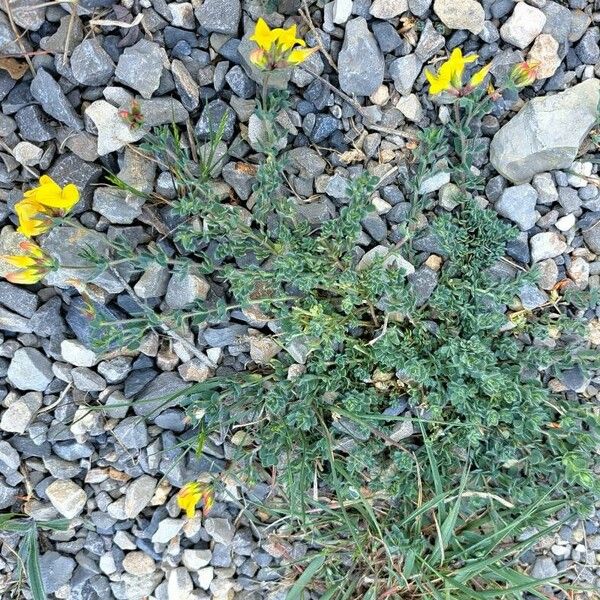 Lotus creticus Habit