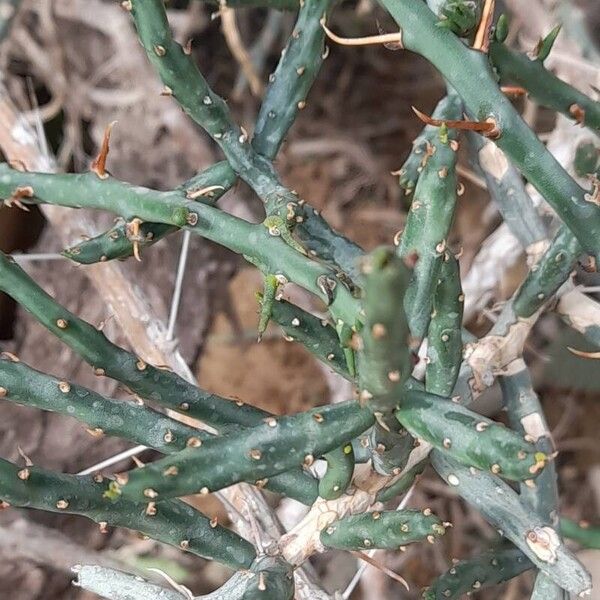 Cylindropuntia leptocaulis 葉