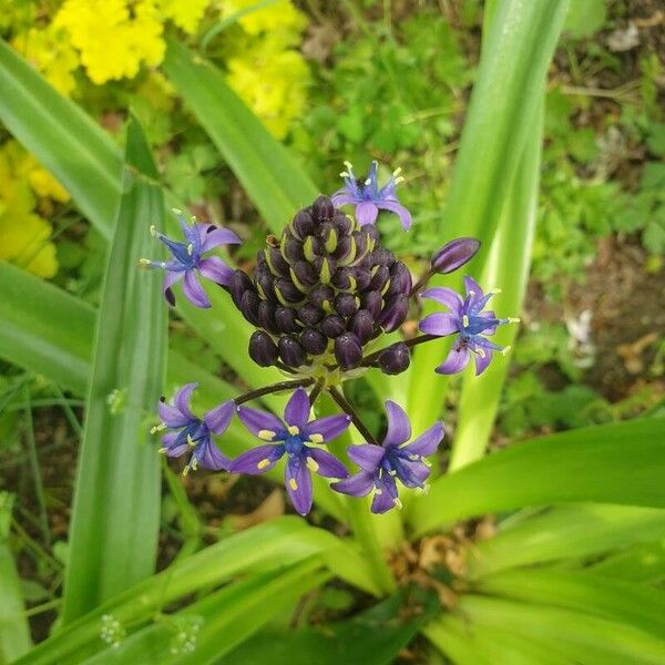 Scilla peruviana Цвят