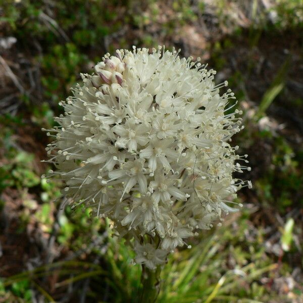 Xerophyllum tenax Květ