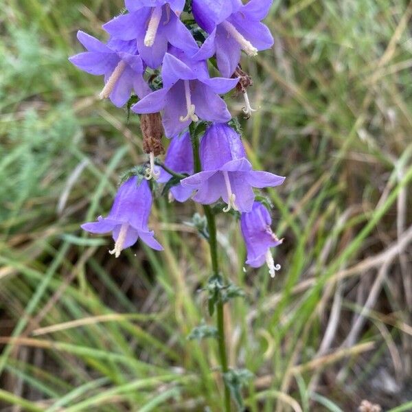 Campanula sibirica Flower