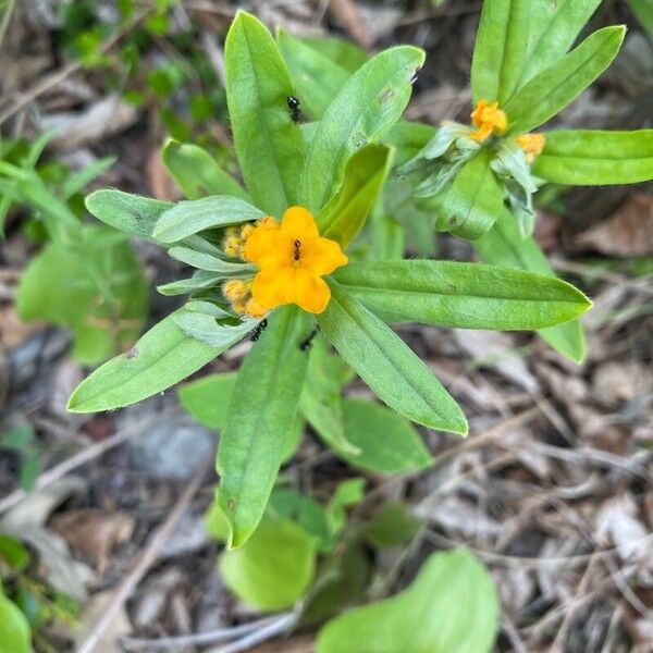 Lithospermum canescens Flower