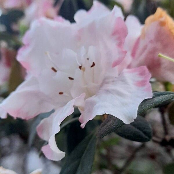 Rhododendron indicum Virág